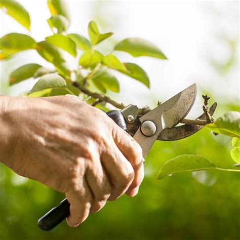 Pruning Trees And Shrubs Learn When To Trim Your Plants