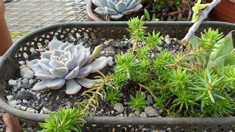 How To Grow Succulents From Cuttings