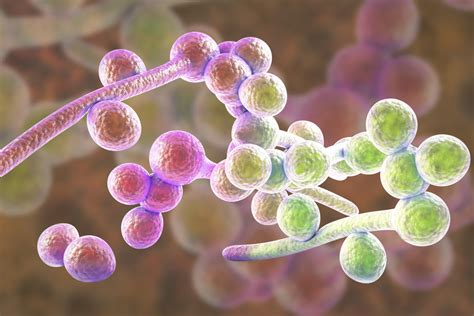 Osmophilic Yeast And Mold Murray Brown Labs