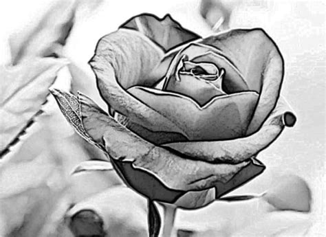 Contoh Gambar Bunga Mawar Yang Mudah Pulp