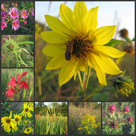 Indiana Wildflower Collage More Wildflowers In The Park Flickr