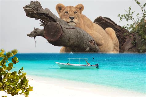 Serengeti Safari And Zanzibar Holidays Tanzania Wildlife Safaris