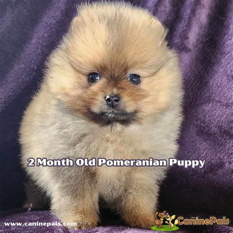 When Do Pomeranians Stop Growing A Guide To Understanding A Poms