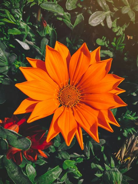 Orange And Yellow Flower In Close Up Photography Photo Free Plant