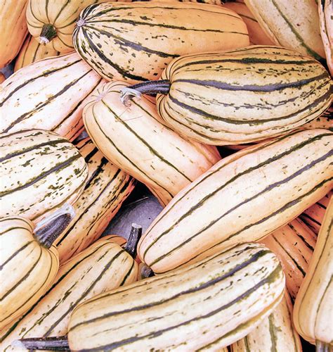 Holds well and keeps its sweetness through storage. Winter Squash - Honeyboat Delicata (Certified Organic)