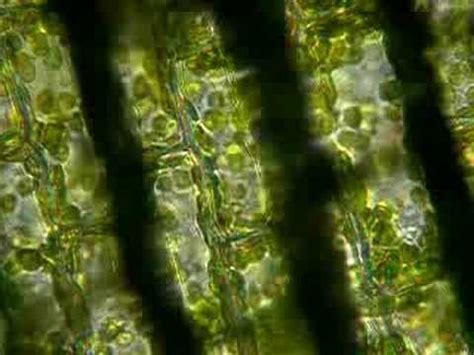 Check spelling or type a new query. Elodea Cytoplasmic Streaming - YouTube