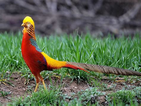 It's true that many people love hummingbird wallpaper for their desktop and mobile phone background. Golden Pheasant Or Chinese Fazan Chrysolophus Pictus The ...