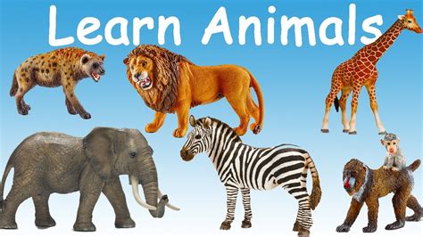 Learn Wild Animals Names