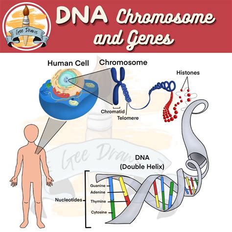 Science Colored Clipart Dna Genes Chromosomes Mutations And Karyotypes Chromosome Mutation