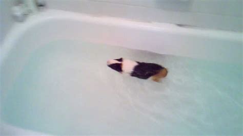 Guinea Pig Swimming In A Bath Tub Youtube