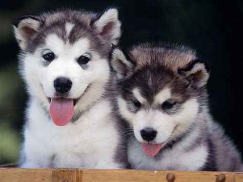 Siberian Husky Puppies - Animals Wallpapers