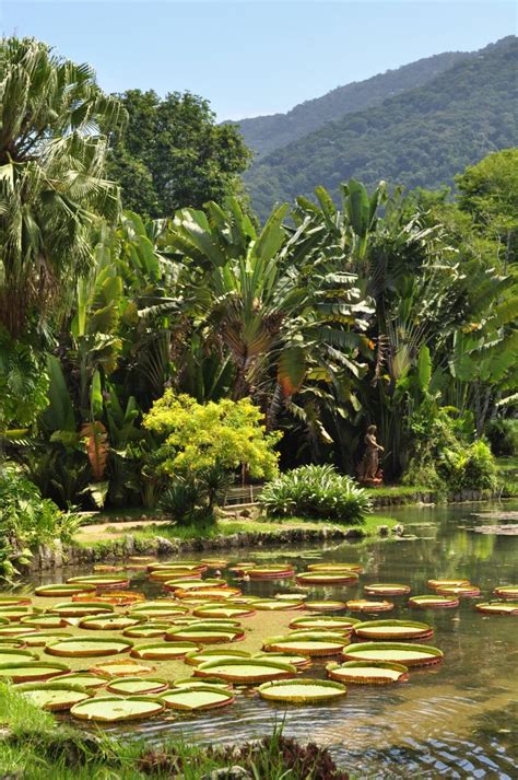 A valor para pet é r$50 + 5% de iss. Jardim Botânico do Rio de Janeiro - história, fotos ...