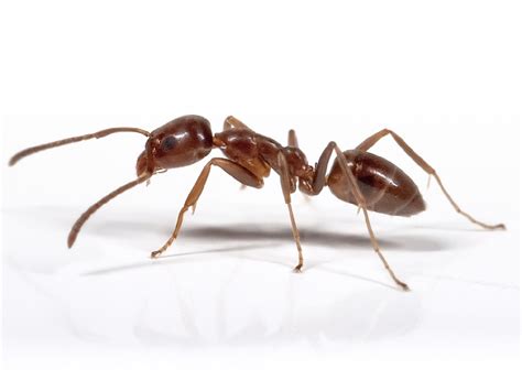 Operators Urged To Help Combat Argentine Ants Tourism Ticker