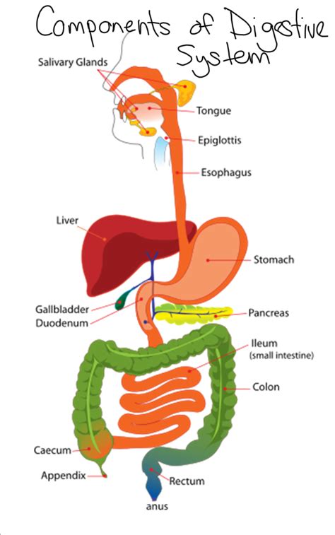 How does digestion occur in our body? Miss Jeffrey's SBI3C: Tuesday, April 24, 2012