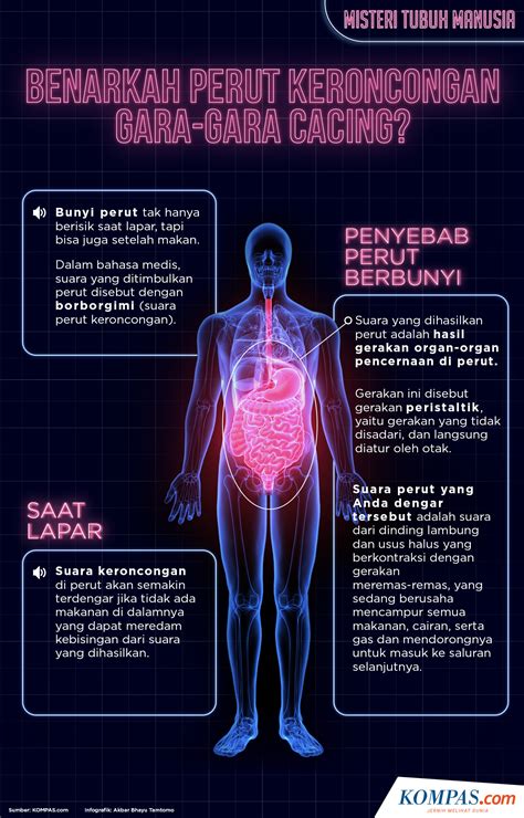 Misteri Tubuh Manusia Infografik Misteri Tubuh Manusia Kenapa Lapar