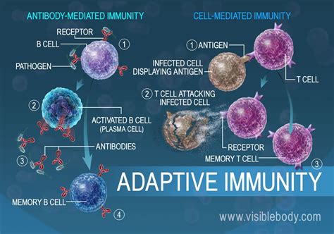 Immunology Immune System Immunity Cells Of Immune Sys