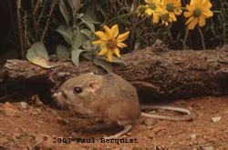 How can cactus be used as an animal feed. Kangaroo Rat Fact Sheet