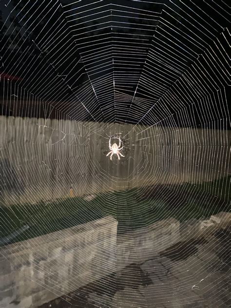 Spiders Arent My Thing But This Web Was Impressive Just Saw It For