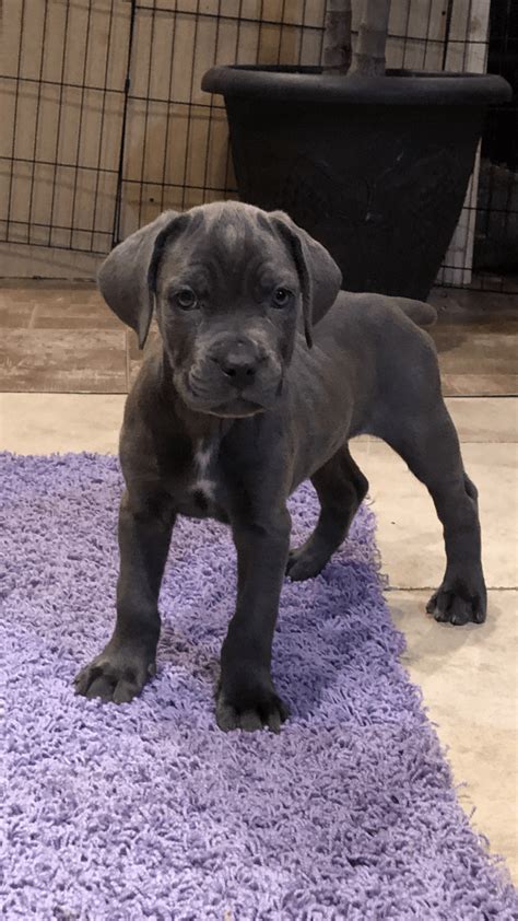 Get a boxer, husky, german shepherd, pug, and more on kijiji, canada's #1 local cane corso in dogs & puppies for rehoming in canada. Cane Corso Puppies For Sale | Long Island, NY #286516