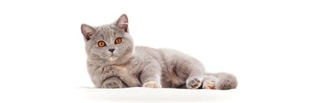 Nicht nur draußen, auch im haus wird markiert, was eine enorme geruchsbelästigung mit sich bringt. Katze Decken Lassen - Tierische Tapete