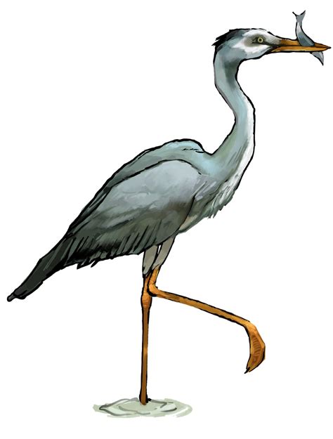 Blue Heron Png All Png All