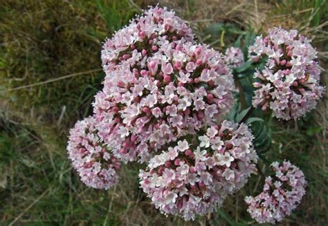 In colder areas, such as zone 3 and 4 (central wi), the plant will die back. 7 Delightful and Fragrant Flowers to Grow in Your Garden