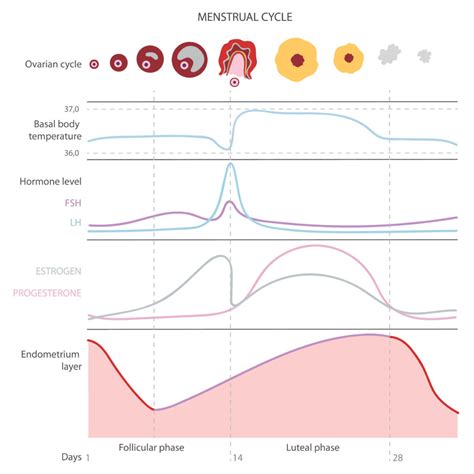 get pregnant faster with ovulation tracking the basics of fertility charting