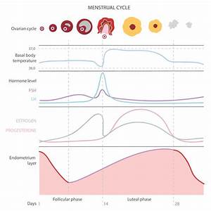 Get Faster With Ovulation Tracking The Basics Of Fertility