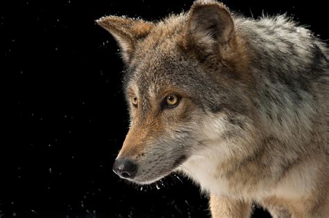 These Two Rare Wolves Are Unique Species Heres Why That