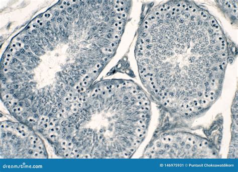 Cross Section Human Testis Under Microscope View Royalty Free Stock