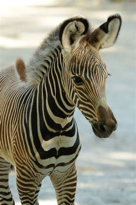 Baby Zebra On Tumblr