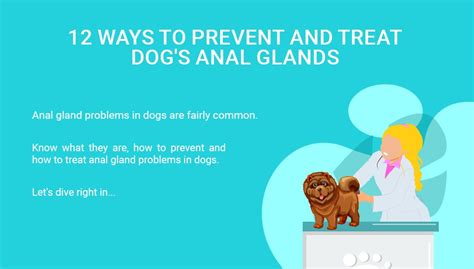 K 9 Antibiotics For Anal Gland Infection Telegraph