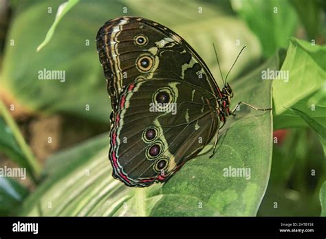 Closeup Of A Blue Banded Morpho Butterfly Showing The Underside Pattern