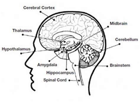 During your unit study of the brain consider exposing children to various mind benders, optical. STEM Arcade | The Wonderful Learning World of Mrs. Woelders