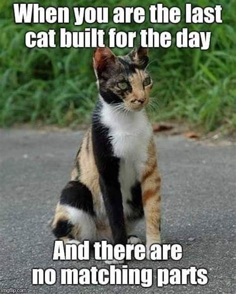 Calico Cats Appreciation Pics And Vids Mini Compilation Funny