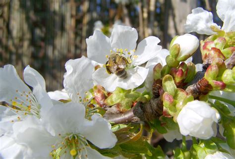 Free Images Branch Blossom Petal Food Spring Produce Botany
