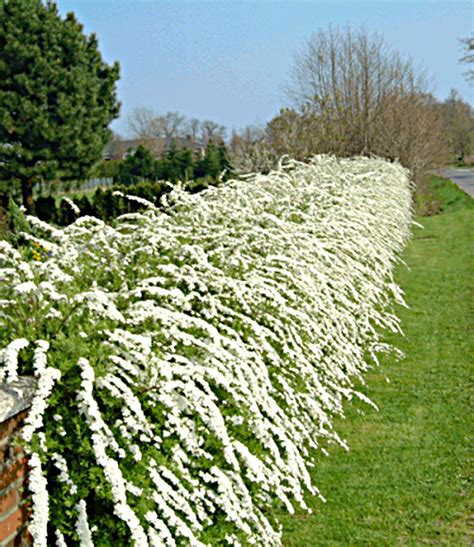Neben der farbe rot stiehlt vor die weißen blüten schmücken den strauch im juni und juli. Weiße Rispen-Spiere "Grefsheim",1 Pflanze | Weißen gärten ...
