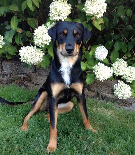 Ruby Is Quite The Mix 🐾 Her Recent Ancestry Includes Entlebucher