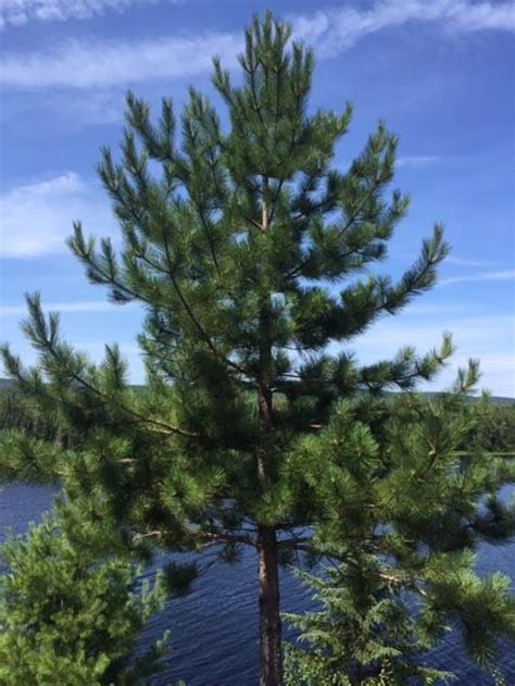 Two Fast Growing White Pine Trees Live Trees Landscapes Etsy