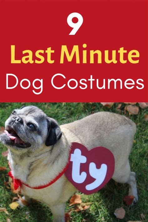 9 Best Last Minute And Diy Dog Halloween Costumes So Easy Yocanine