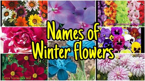 91 Name Of 30 Winter Flowers Winter Collection Floral Gardening