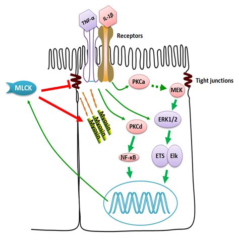 Myosin Light Chain Kinase A Potential Target For Treatment Of