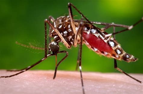 Hanya sebesar duit syiling 20 sen. 8 Cara Halau Nyamuk Aedes Dari Rumah | PropertyGuru Malaysia