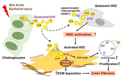 Hepatology：胆管细胞外泌体lncrna H19促进肝星状细胞活化和胆汁淤积性肝纤维化 外泌体资讯网