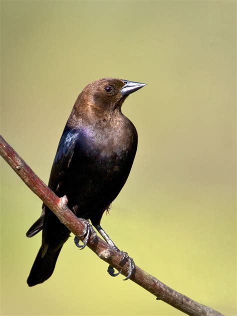 Pretty Brown Headed Cowbird With Images Bird Life List Common