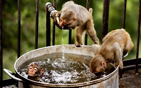 Monkeys Monkeys Funny Funny Animals Monkey Bath