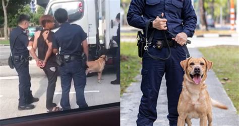 Man Seen Handcuffed While Police K 9 Service Dog Sniffs Lorry