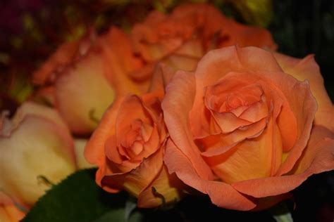 Free picture: flower, petal, affection, pink rose, plant ...