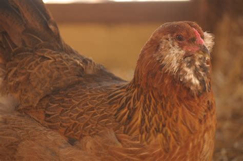 20 Crazy Chicken Facts The Pioneer Chicks