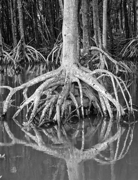 Mangrove Trees Roots In Black And White Stock Image Image Of